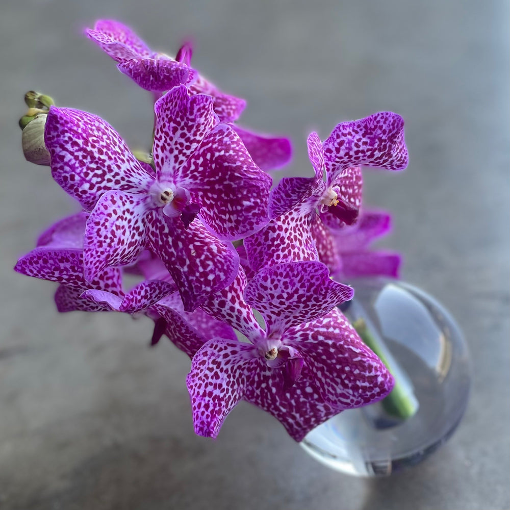 the crystal vanda