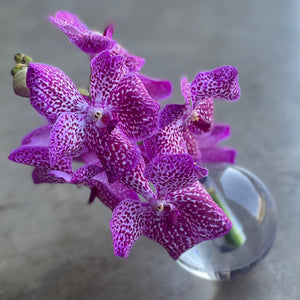 the crystal vanda