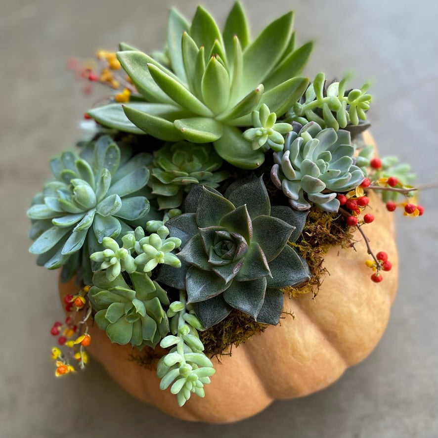 the succulent pumpkin