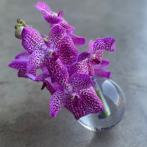 the crystal vanda