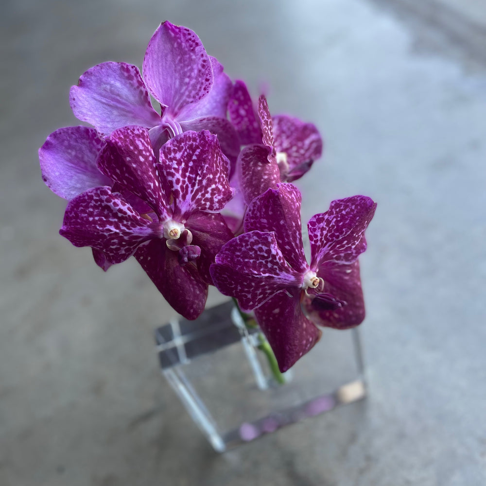 the crystal vanda