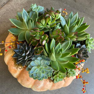 the succulent pumpkin