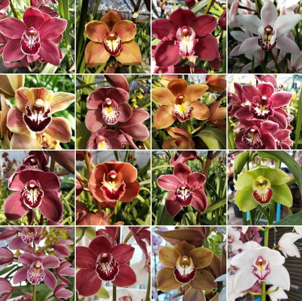 the cymbidium – park cities petals